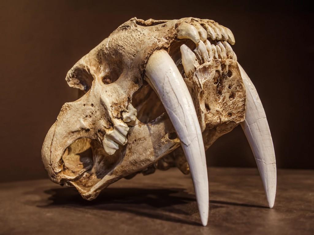 skull